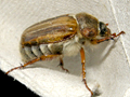 Amphimallon solstitiale